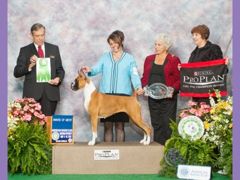 May 2013 - American Boxer Club National - AOM