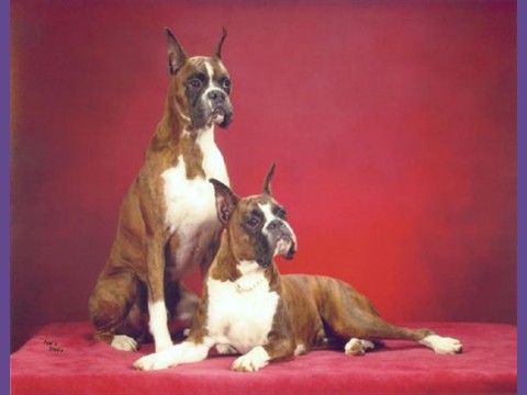 2004 ABC National -- Littermates -- Am/Can Ch. Breho I Bee Shinin', SOM & Am/Can. Ch Breho I Bee Jam'n At Keepsake, CGC